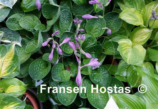 Hosta Little Hobber